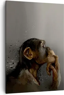 Produktbild von Bild auf Leinwand - Leinwandbild - Einteilig - Schimpanse Porträt Grafik - 50x70cm - Wand Bild - Wanddeko - Wandbilder - Leinwanddruck - Wanddekoration - Leinwand bilder - Wandbild - PA50x70-4676