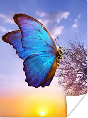 Produktbild von MuchoWow® Poster Schmetterling - Sonnenuntergang - Löwenzahn - Blau 120x160 cm - Wandbilder