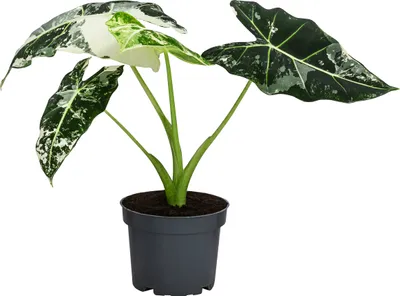 Produktbild von Dehner Pfeilblatt, Alocasia micholitziana 'Frydek' variegata, Rarität mit außergewöhnlicher Blattzeichnung, ca. 15 cm, Ø Topf 12 cm, Zimmerpflanze