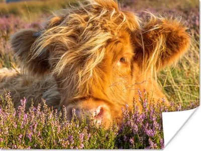 Produktbild von MuchoWow® Poster Schottische Highlander - Heide - Gras - Tiere 160x120 cm - Foto Plakat