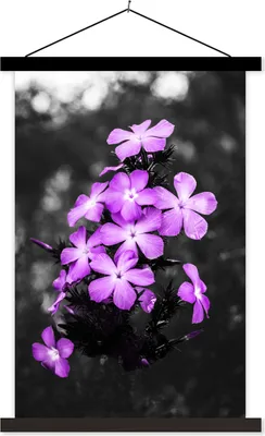Produktbild von MuchoWow® Textilposter Blumen - Lila - Schwarz - Weiß 60x90 cm mit schwarzem Rahmen - Poster Wohnzimmer