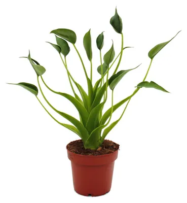 Produktbild von Alocasia "Tiny Dancer" - Pfeilblatt - Tropenwurz - RARITÄT - 12cm Topf