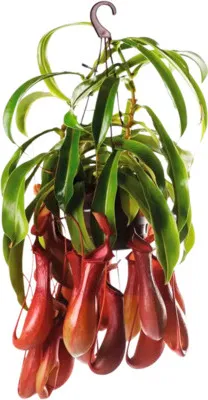 Obrázek produktu pro Láčkovka v závěsném květináči FloraSelf Nepenthes výška 15-20 cm květináč Ø 14 cm