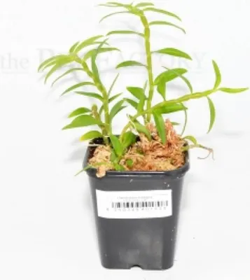 Obrázok produktu pre Dendrobium loddigesii