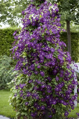 Produktbild von Clematis viticella 'Polish Spirit', violett, 80–100 cm