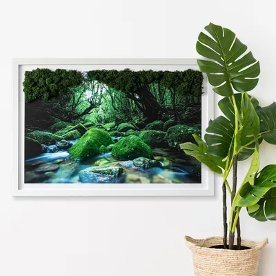 Produktbild von Moosbild mit Echtem Isländisch Moos - 60x40 cm - Weißer MDF-Rahmen - Fluss inmitten eines Waldes
