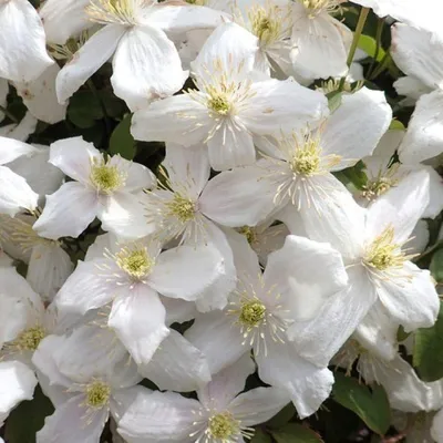 Produktbild von Clematis montana ‘Alba’ 30–50 cm – weiße Kletterpflanze, winterharte Waldrebe für Garten & Balkon
