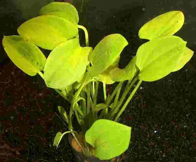 Produktbild von 3 Töpfe Echinodorus schlueteri, kleine Rarität