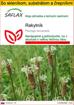 Obrázok produktu pre SAFLAX Kultivačný set - rakytník - Plantago lanceolata - 100 Semená - S mini skleníkom, pestovateľským substrátom a 2 črepníkmi