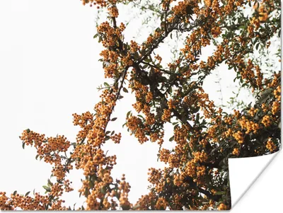 Produktbild von MuchoWow® Poster Blumen - Äste - Natur 160x120 cm - Foto Plakat