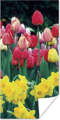 Produktbild von MuchoWow® Poster Frühling - Tulpen - Narzissen 20x40 cm - Plakat - Foto