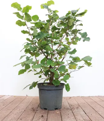 Produktbild von Corylus avellana, Haselnuss, 40–60 cm