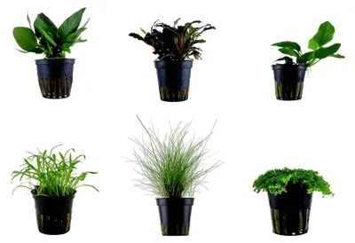 Produktbild von Set mit 6 Topfpflanzen für Aquarien