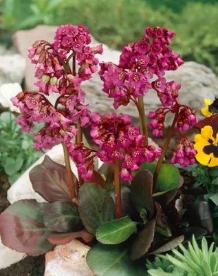 Zdjęcie produktu dla Bergenia cordifolia 'Rote Schwester', Bergenie, zgnilizna, ok. 11x11 cm Topf