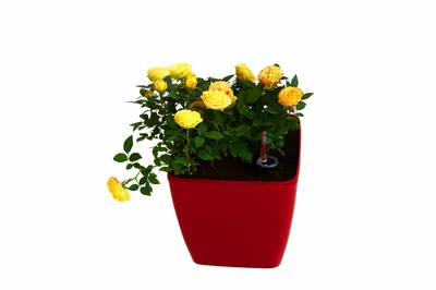 Image de Jardinière auto-arrosante QUADRATO - 24 cm x 24 cm x 25 cm
