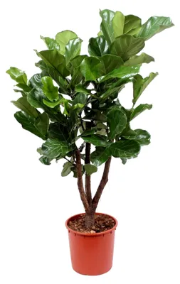 Produktbild von Ficus Lyrata verzweigt - Tabakpflanze - Zimmerpflanze - Höhe 170-190 cm - Topfgröße Ø30cm