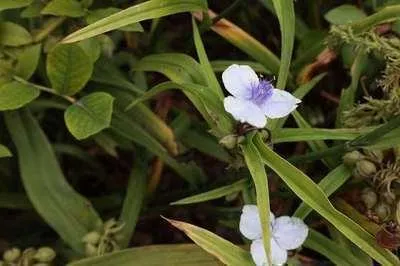 Produktbild von 6 x Tradescantia (a) 'Osprey' - Tradescantia - Topf 9 x 9 cm