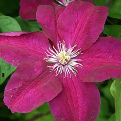 Obrázek produktu pro Plamének Hagley Hybrid - Clematis Rood
