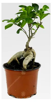 Produktbild von Ficus Ginseng Bonsaibaum lebende Innenraumdekoration im 12cm Topf