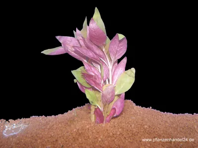 Produktbild von 1 Bund Alternathera Lilacina, Rotes Papageienblatt