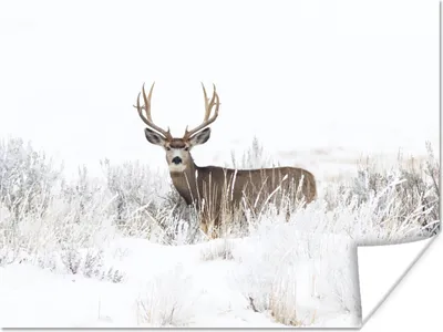 Produktbild von MuchoWow® Poster Hirsche - Winter - Schnee - Tiere - Jahreszeiten - Weiß 160x120 cm - Foto Plakat