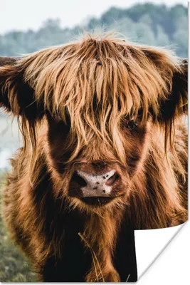 Produktbild von MuchoWow® Poster Kühe - Schottische Hochlandbewohner - Braun - Natur 40x60 cm - Plakate für die Wand - Poster Babyzimmer