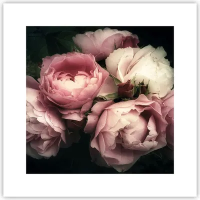 Produktbild von Poster - Poster ohne Rahmen - Pfingstrose Blume - 30x30 cm - Wand Bild - Wanddeko - Wandbilder - Kunstposter - Wandposter - Bilder - Kunstdruck - Wanddekoration - Wandbild - P2XAC30x30-3930