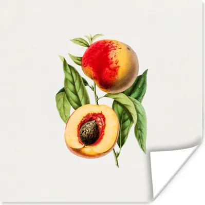 Produktbild von MuchoWow® Poster Pfirsich - Frucht - Blatt 100x100 cm - Babyzimmer