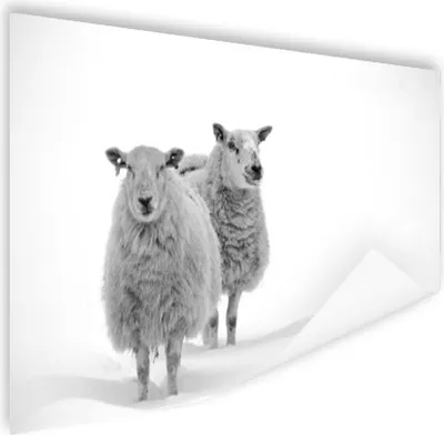 Produktbild von MuchoWow® Poster Schafe - Schnee - Weiß 180x120 cm - Fotoplakat