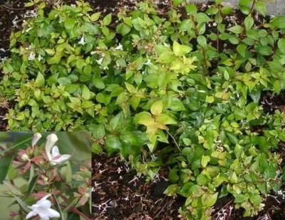 Produktbild von Abelia grandiflora - chinesische Abelie 30-40cm
