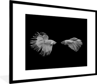 Produktbild von MuchoWow® Gerahmtes Poster Zwei siamesische Fische kämpfen auf einem schwarzen Hintergrund - schwarz und weiß 80x60 cm - Poster mit Schwarzem Bilderrahmen Wandposter Rahmen Foto Bilder - Schlafzimmer-Dekorationen - Fotoposter