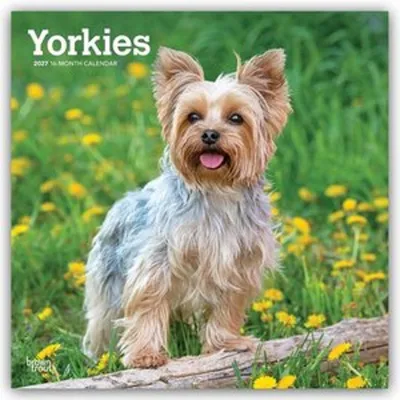 Produktbild von Yorkshire Terriers - Yorkshire Terrier - Yorkies 2027 - 16-Monatskalender
