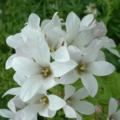 Produktbild von 6 x Wald Glockenblume  - Campanula latifolia 'Alba'  | Topf 9cm x 9cm