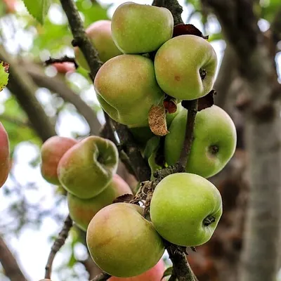 Produktbild von Malus Domestica 'Notarisappel' Apfelbaum, 5 Liter Topf