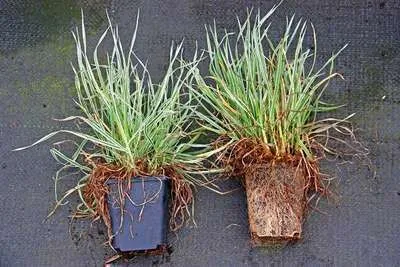 Obrázek produktu pro 6 x Dactylis glom. 'Variegata' - Bílozelená tráva - květináč 9 x 9 cm