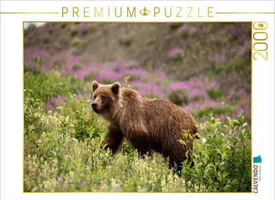 Produktbild von CALVENDO Puzzle Grizzlybär 2000 Teile Puzzle quer | 2000 Teile Lege-Größe 90x67cm Foto-Puzzle für glückliche Stunden