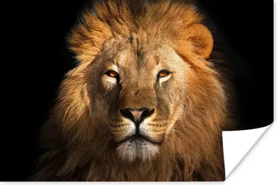 Produktbild von MuchoWow® Poster Löwe - Tiere - Schwarz - Hell - Braun - Porträt 60x40 cm - Schlafzimmerdekoration