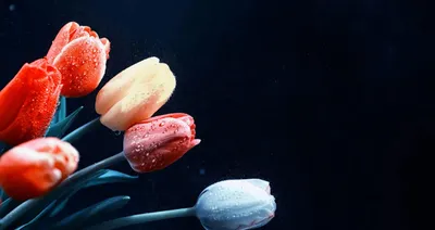 Produktbild von Heizkörperverkleidung Raumdeko Tulpenverkleidung 60x100