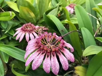 Image de Bulbophyllum eberhardtii