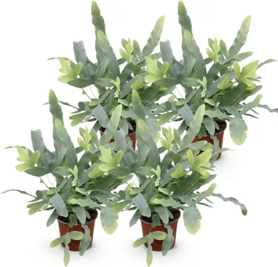 Produktbild von Phlebodium aureum Blue Star 4 Pflanzen Set Ø12cm Höhe 25 30cm Blauer Farn Deko