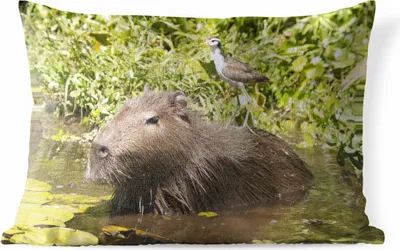 Produktbild von MuchoWow® Outdoor Kissen - Ein Wasserschwein sitzt im Wasser mit einem Vogel darauf - 60x40 cm - Wetterfest - Lounge Kissen - Zierkissen - Kissen für Innenräume