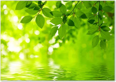 Produktbild von Tulup® Leinwandbild - 100x70 cm - Wandkunst - Drucke auf Leinwand - Leinwanddruck  - Blumen & Pflanzen - Grün - Grüne Blätter