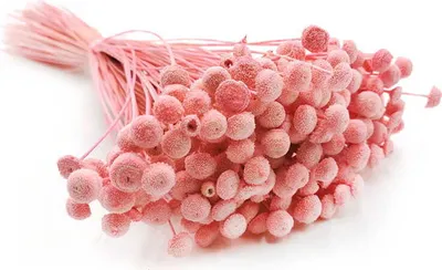 Produktbild von Botao Amarelino Getrocknete - (Amarelinho) - Rosa