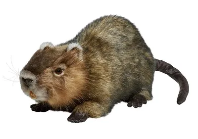 Produktbild von Hansa Toy 7166 Biberratte 55 cm Kuscheltier Stofftier Plüschtier