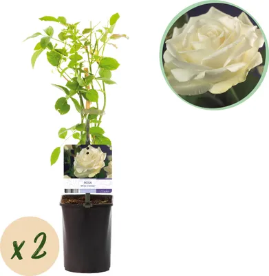 Produktbild von Kletterrose - Rosa White Climber - Blüte Weiß - Wenig Pflege - 2 Pflanzen - 30-40cm - Ø10cm - Gartenpflanze