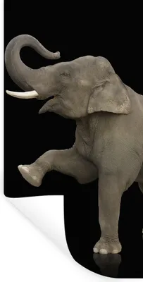 Produktbild von MuchoWow® Wandtattoo Wandsticker Wandaufkleber Elefant - Tiere - Schwarz - Porträt 60x120 cm Selbstklebend und Repositionierbar - Selbstklebend - Fototapeten