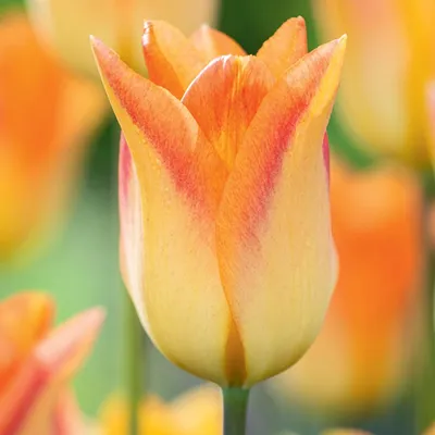 Produktbild von Tulpen Blumenzwiebeln Zwiebeln Blumen Lilienblütige Tulpe Moonblush 5 St.