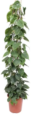 Produktbild von Baumfreund (Philodendron)am Gittergestell – 160 cm hoch, Ø27