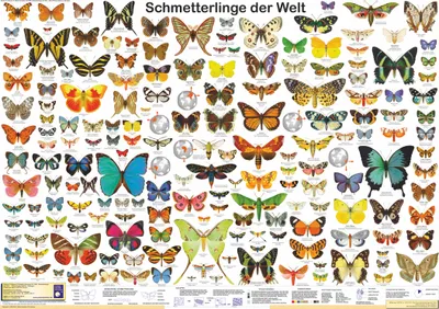 Produktbild von Schmetterlinge der Welt Poster deutsch DIN A1 84,1 x 59,4 cm