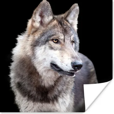 Produktbild von MuchoWow® Poster Grauer Wildwolf 100x100 cm - Babyzimmer